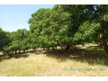 terrain-de-123-hectare-vers-keur-madaro-small-2