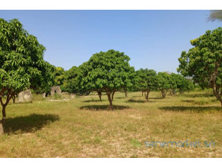 Terrain de 1,23 hectare vers Keur Madaro
