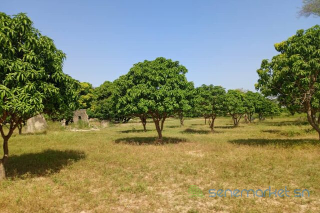 terrain-de-123-hectare-vers-keur-madaro-big-0