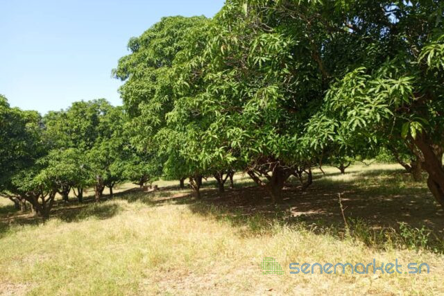terrain-de-123-hectare-vers-keur-madaro-big-2