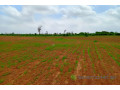 terrain-de-127-hectare-vers-notto-diobass-small-2