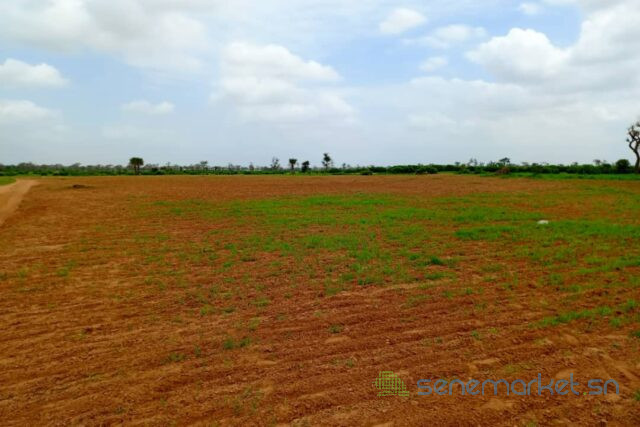 terrain-de-127-hectare-vers-notto-diobass-big-1