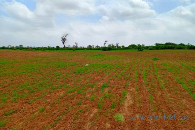terrain-de-127-hectare-vers-notto-diobass-big-2