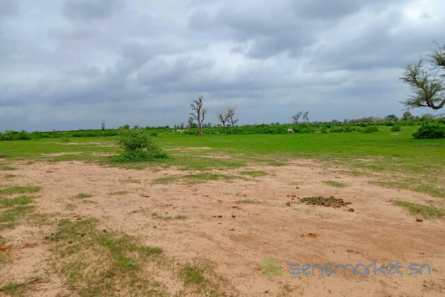 terrain-de-12-hectare-vers-notto-diobass-big-2