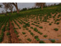 terrain-de-150-hectare-vers-notto-diobass-small-2