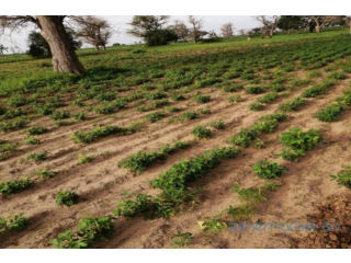 Terrain de 1,50 hectare vers Notto Diobass