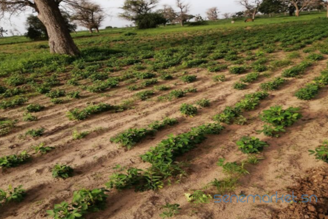terrain-de-150-hectare-vers-notto-diobass-big-0
