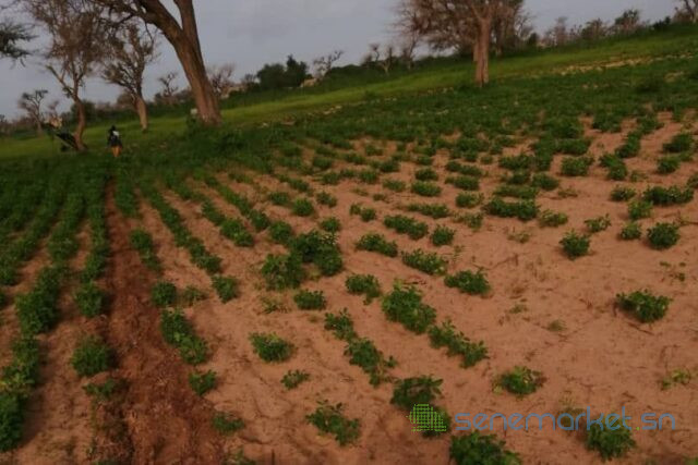 terrain-de-150-hectare-vers-notto-diobass-big-2