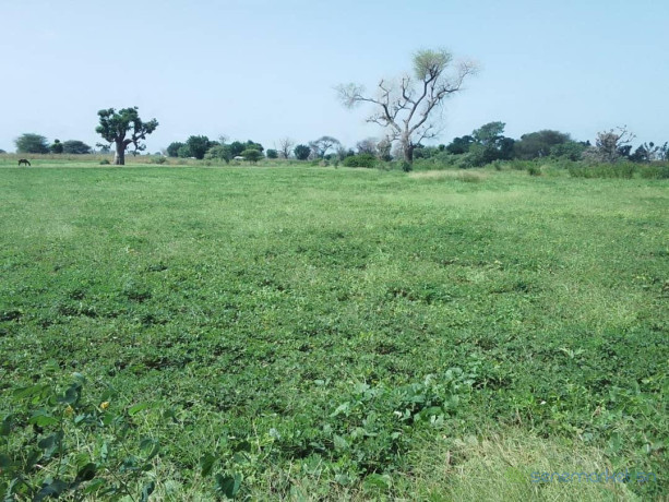 terrain-de-150-hectare-vers-sandiara-big-0