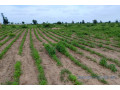 terrain-de-154-hectare-vers-nghaye-small-1