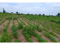 terrain-de-154-hectare-vers-nghaye-small-2