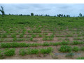 terrain-de-154-hectare-vers-nghaye-small-0