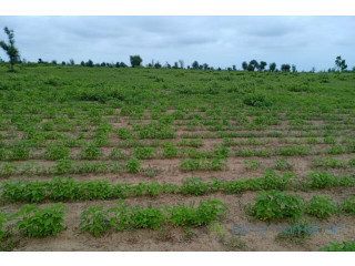 Terrain de 1,54 hectare vers Nghaye