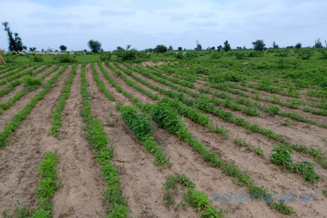 terrain-de-154-hectare-vers-nghaye-big-1