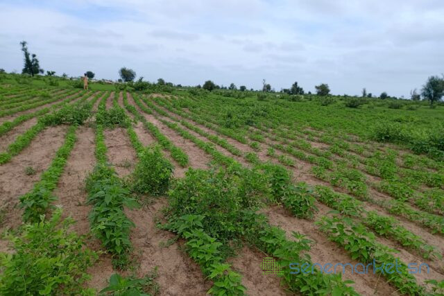 terrain-de-154-hectare-vers-nghaye-big-2