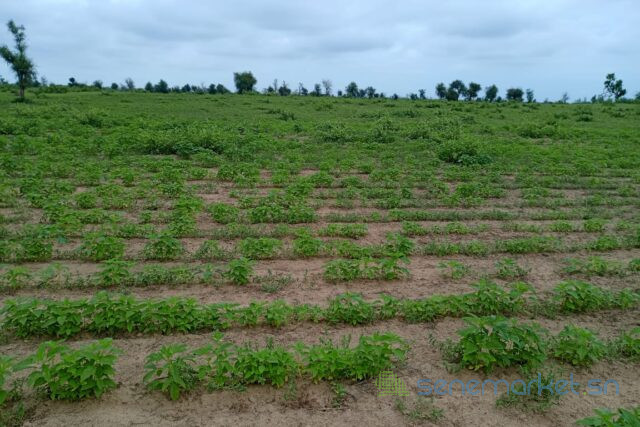 terrain-de-154-hectare-vers-nghaye-big-0