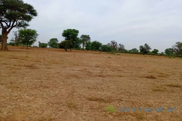 terrain-de-154-hectare-vers-tassette-big-0