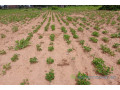 terrain-de-155-hectare-vers-notto-diobass-small-0