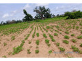 terrain-de-155-hectare-vers-notto-diobass-small-1