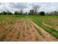 terrain-de-155-hectare-vers-notto-diobass-small-2