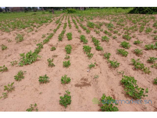 Terrain de 1,55 hectare vers Notto Diobass