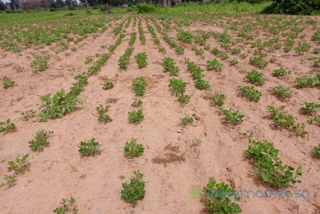 terrain-de-155-hectare-vers-notto-diobass-big-0