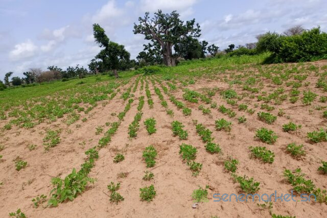 terrain-de-155-hectare-vers-notto-diobass-big-1