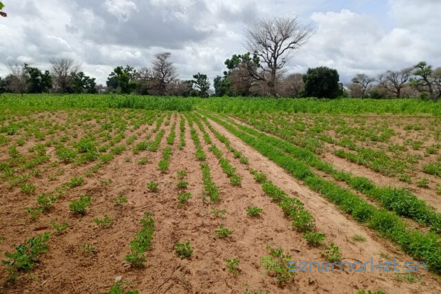 terrain-de-155-hectare-vers-notto-diobass-big-2