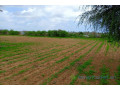 terrain-de-159-hectare-vers-keur-moussa-small-0