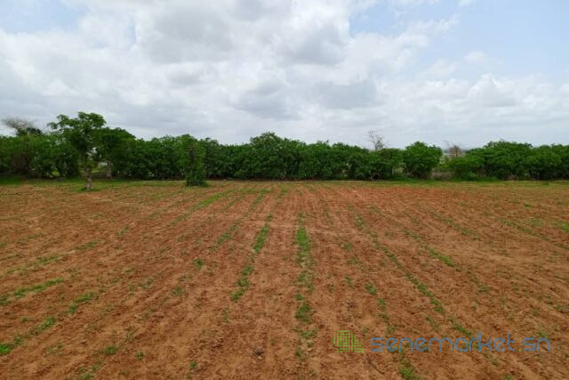 terrain-de-159-hectare-vers-keur-moussa-big-1