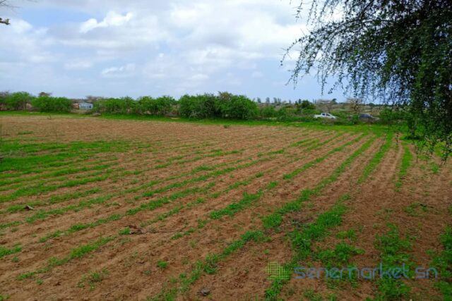 terrain-de-159-hectare-vers-keur-moussa-big-0