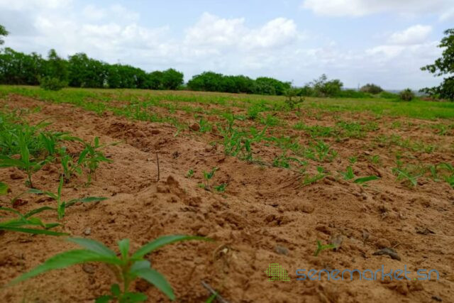 terrain-de-159-hectare-vers-keur-moussa-big-2