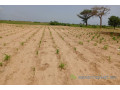 terrain-de-162-hectare-vers-tassette-small-1