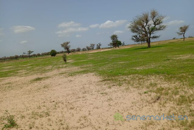 terrain-de-169-hectare-vers-tassette-big-1