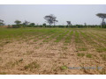 terrain-de-175-hectare-vers-tassette-small-1