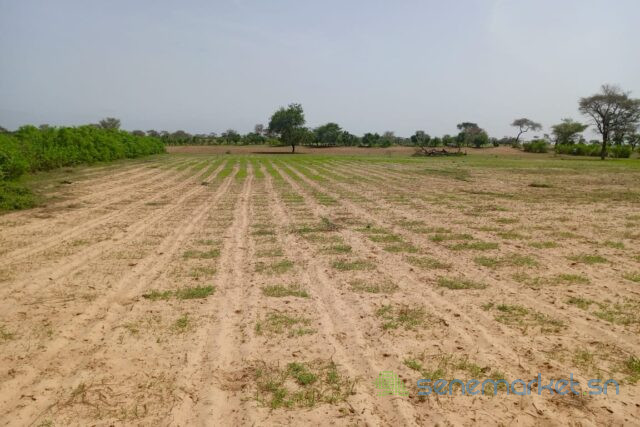 terrain-de-175-hectare-vers-tassette-big-2