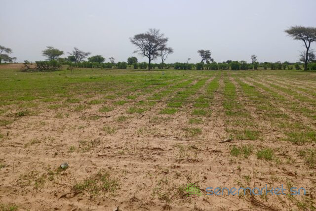 terrain-de-175-hectare-vers-tassette-big-1