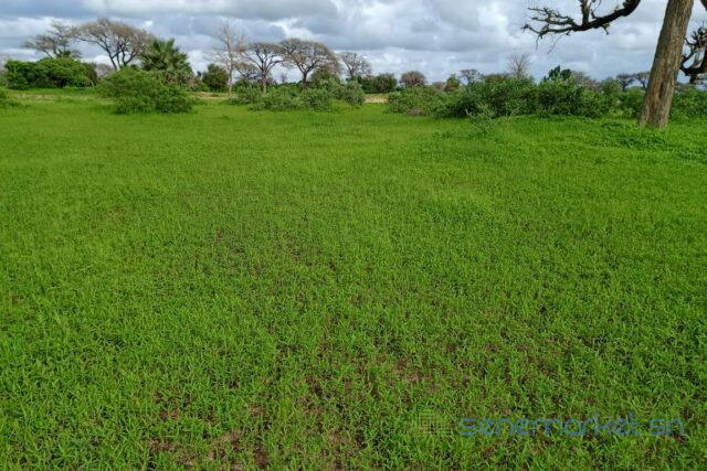 terrain-de-187-hectare-vers-tassette-big-1