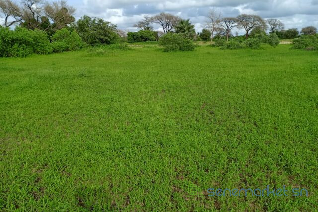 terrain-de-187-hectare-vers-tassette-big-2