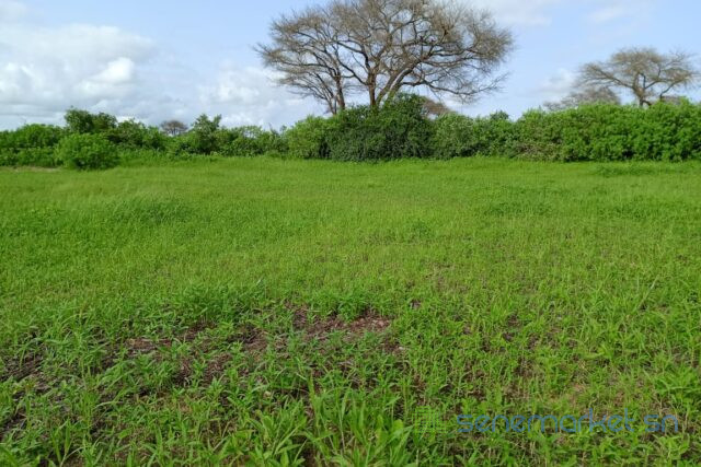 terrain-de-187-hectare-vers-tassette-big-0