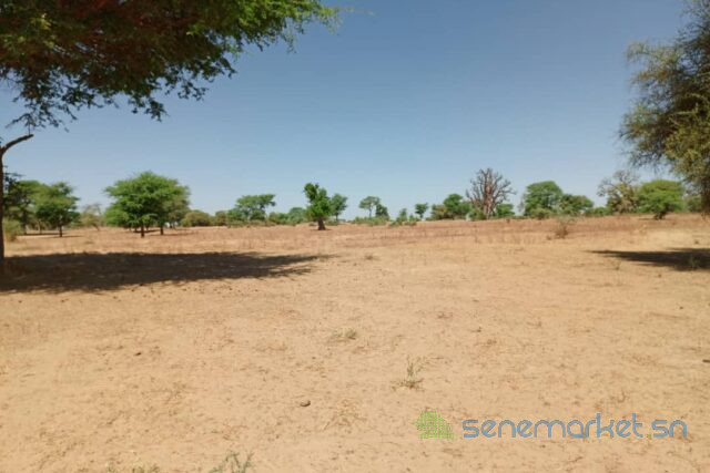terrain-de-191-hectare-vers-tassette-big-0