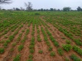 terrain-de-195-hectare-vers-dalla-ngabou-small-0