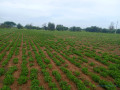terrain-de-195-hectare-vers-dalla-ngabou-small-2