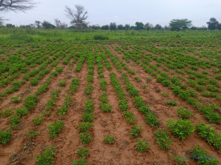 Terrain de 1,95 hectare vers Dalla Ngabou