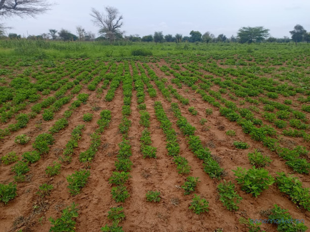 terrain-de-195-hectare-vers-dalla-ngabou-big-0
