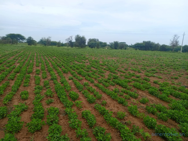 terrain-de-195-hectare-vers-dalla-ngabou-big-2