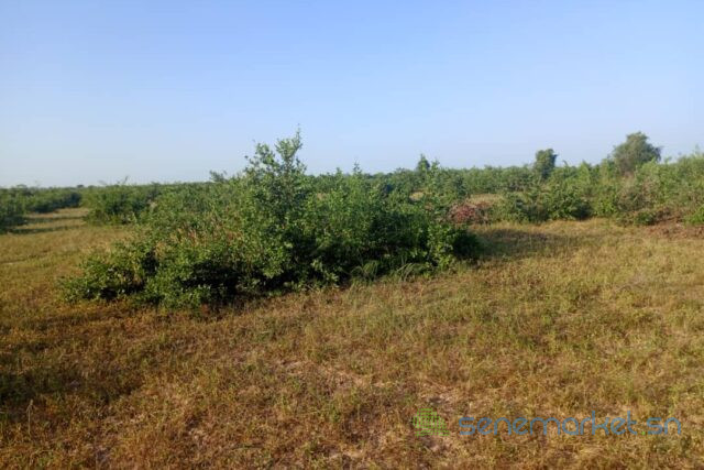 terrain-de-10-hectares-vers-tassette-big-2