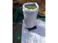 herbe-verte-de-maralfalfa-ngone-bu-wow-sac-3000f-small-2