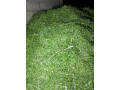 herbe-verte-de-maralfalfa-ngone-bu-wow-sac-3000f-small-1