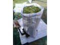 herbe-verte-de-maralfalfa-ngone-bu-wow-sac-3000f-small-0